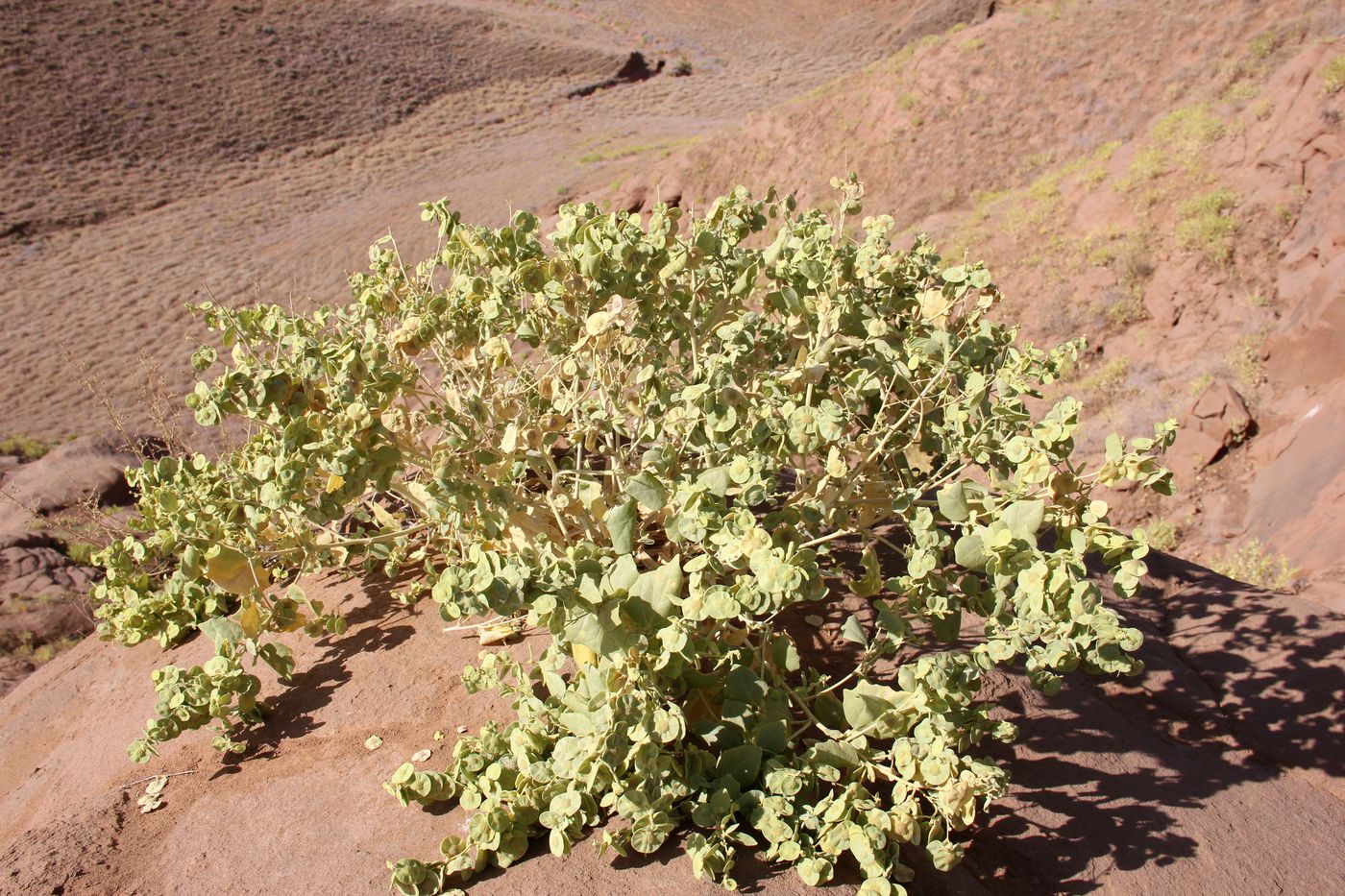Image of Atriplex moneta specimen.