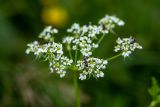 Chaerophyllum aureum. Соцветие с кормящимися муравьями. Краснодарский край, Мостовский р-н, ур. Бароновы поляны, субальпийский луг. 11.06.2019.