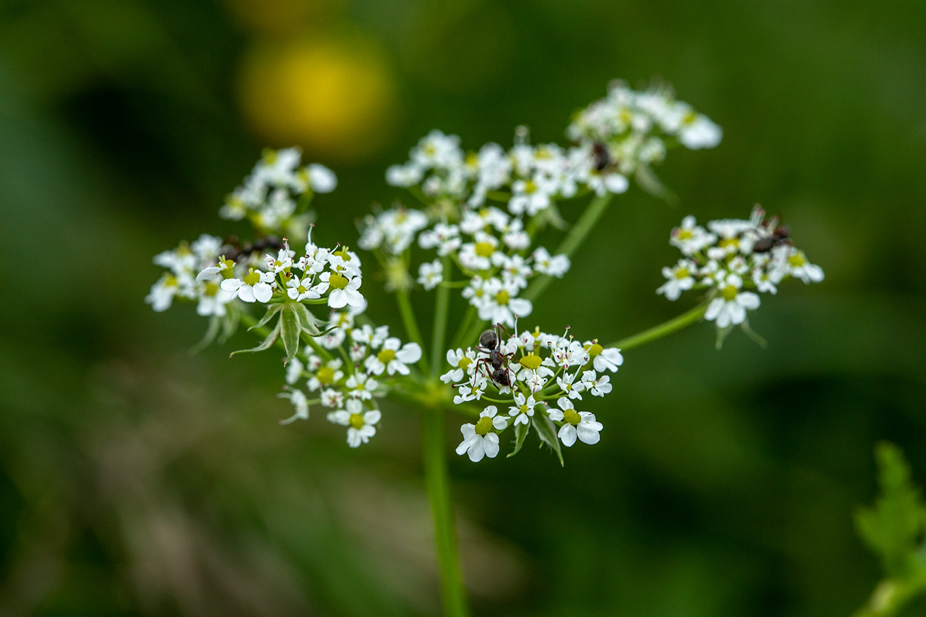 Image of Chaerophyllum aureum specimen.