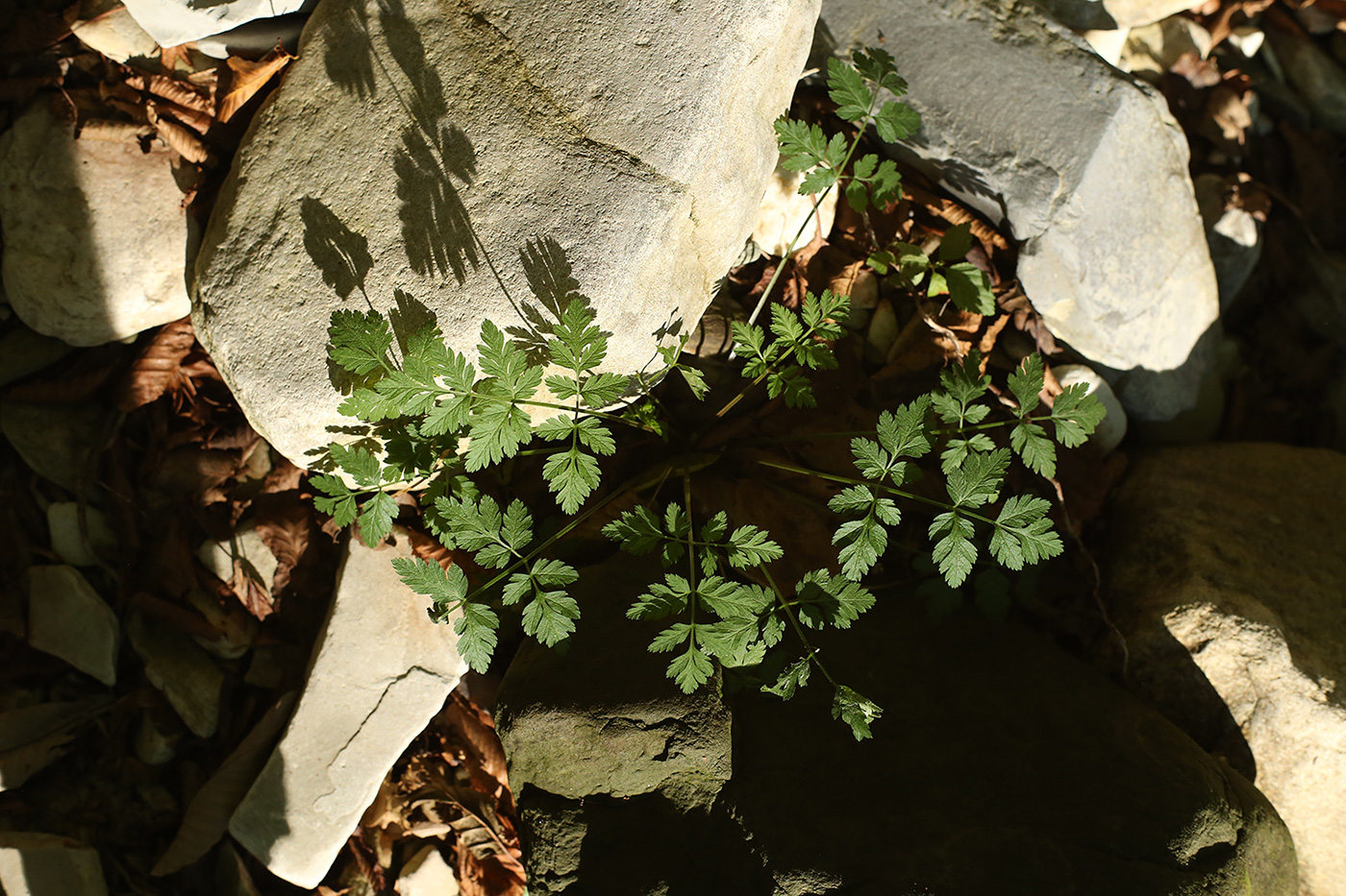 Image of familia Apiaceae specimen.