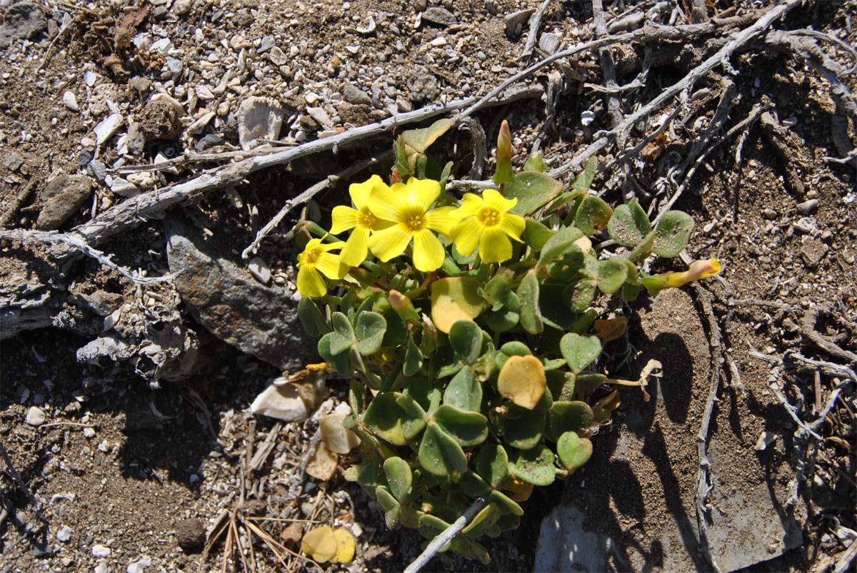 Изображение особи Oxalis magellanica.