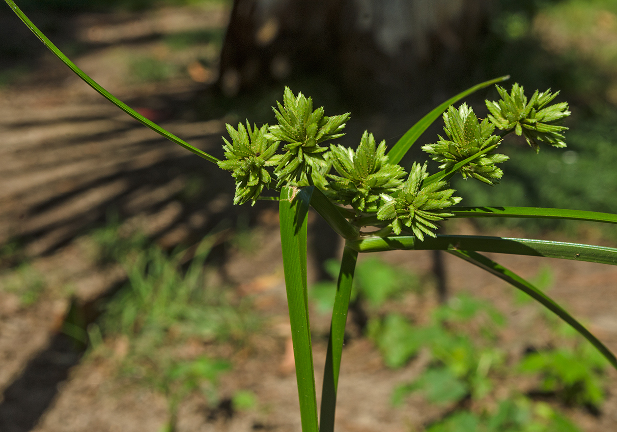 Изображение особи Cyperus eragrostis.