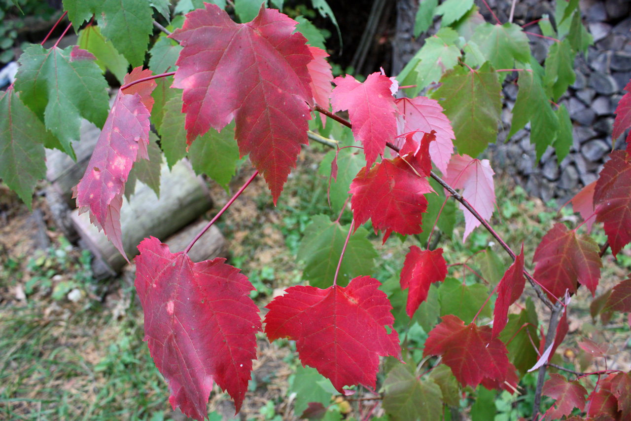 Image of Acer rubrum specimen.