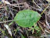 Plantago uliginosa. Лист. Астраханская обл., окр. Пойменного, обочина дороги. 24.09.2019.