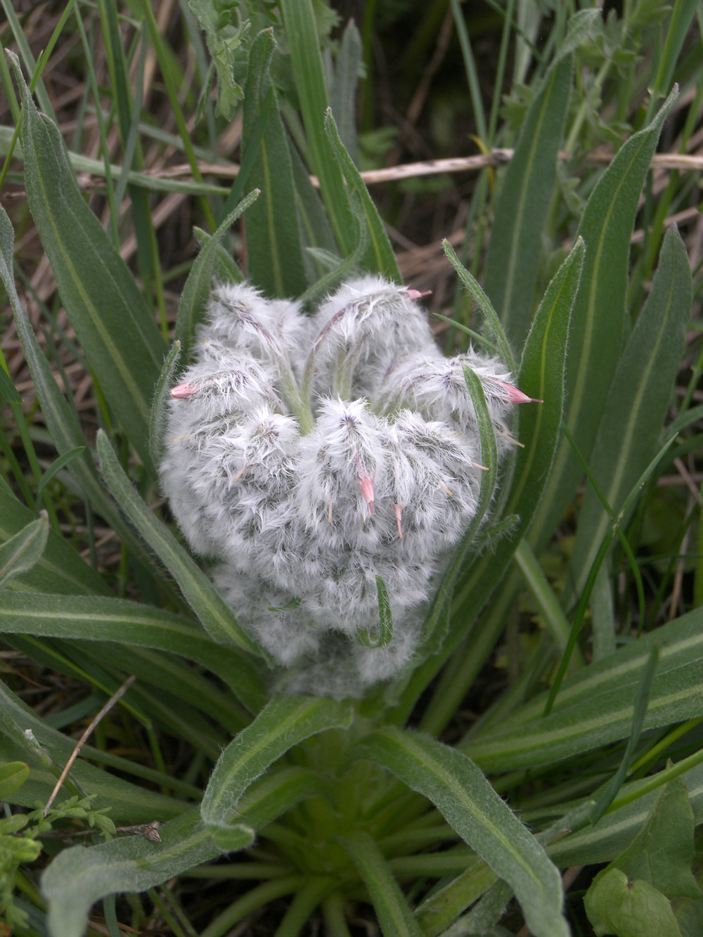 Image of Rindera lanata specimen.