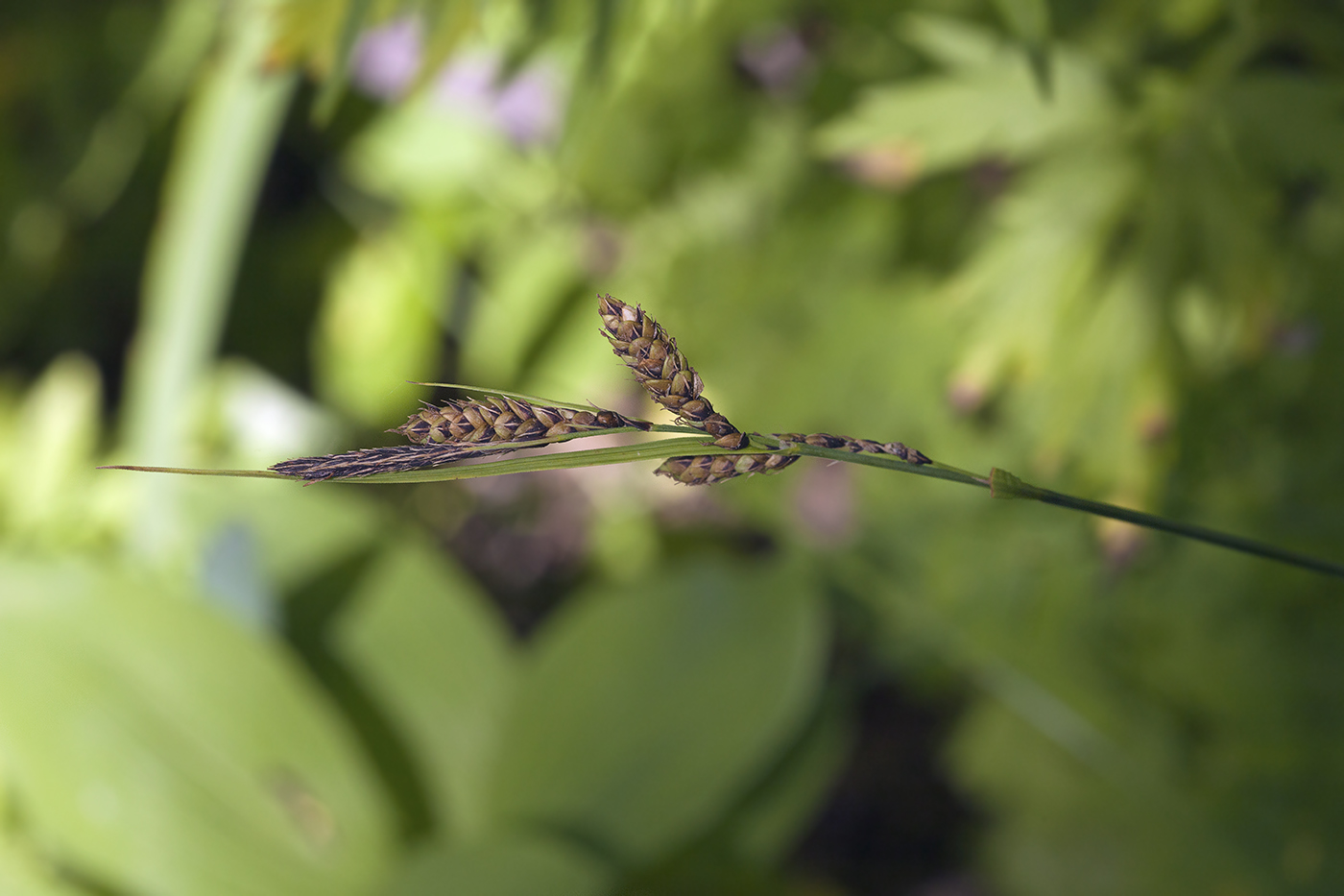 Image of Carex gmelinii specimen.