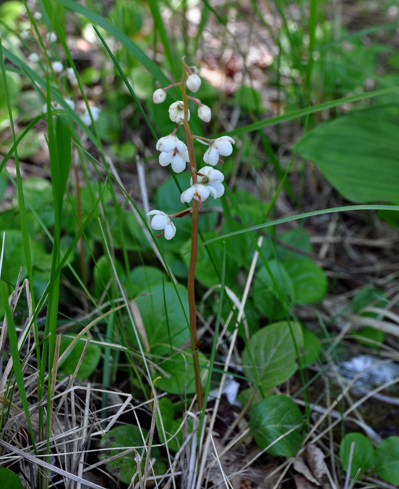 Image of Pyrola rotundifolia specimen.