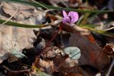 Cyclamen coum. Цветок, листья. Краснодарский край, окр. села Ордынка, 140 м н.у.м., лес. 06.01.2020.