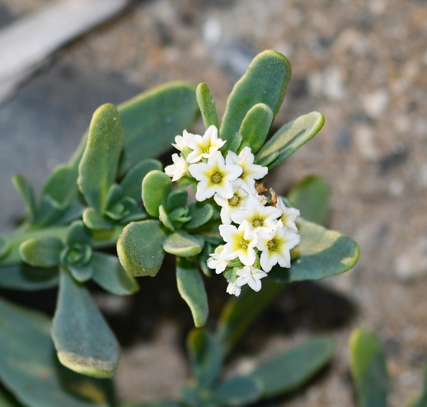 Изображение особи Heliotropium curassavicum.