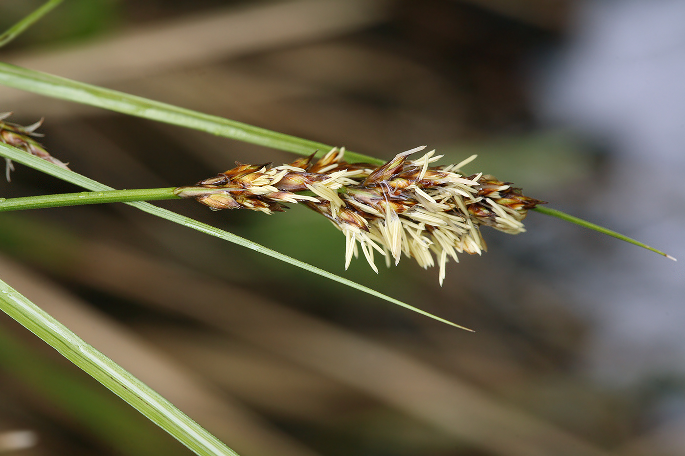 Изображение особи Carex appropinquata.