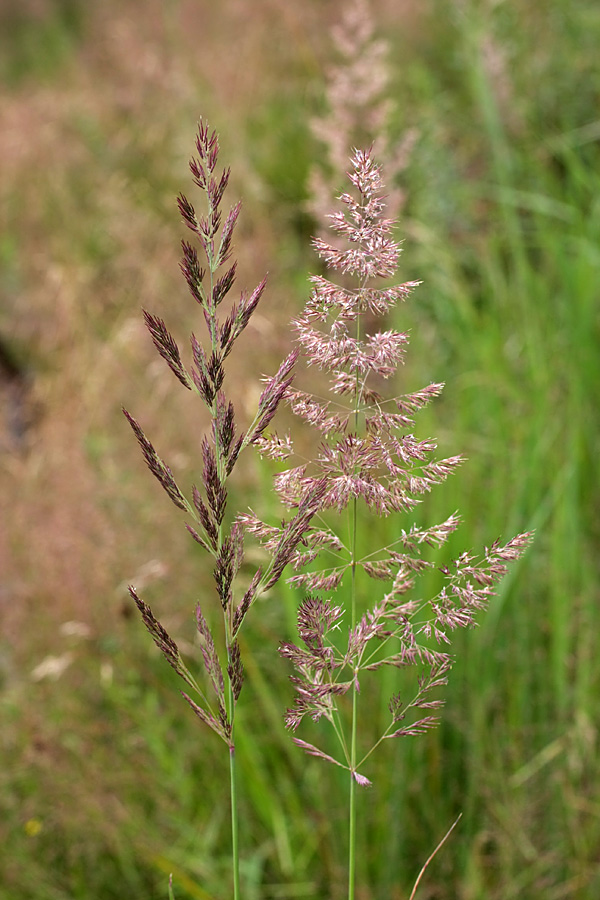 Изображение особи Calamagrostis epigeios.