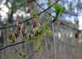 genus Fraxinus. Верхушка ветви с соцветиями и распускающимися листьями. Астраханская обл., Астраханский заповедник, Дамчикский участок, берег реки. 29.04.2019.