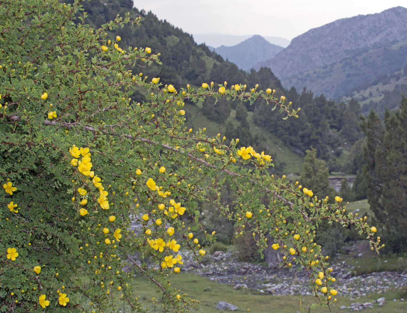 Image of Rosa ecae specimen.