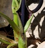 Arum dioscoridis