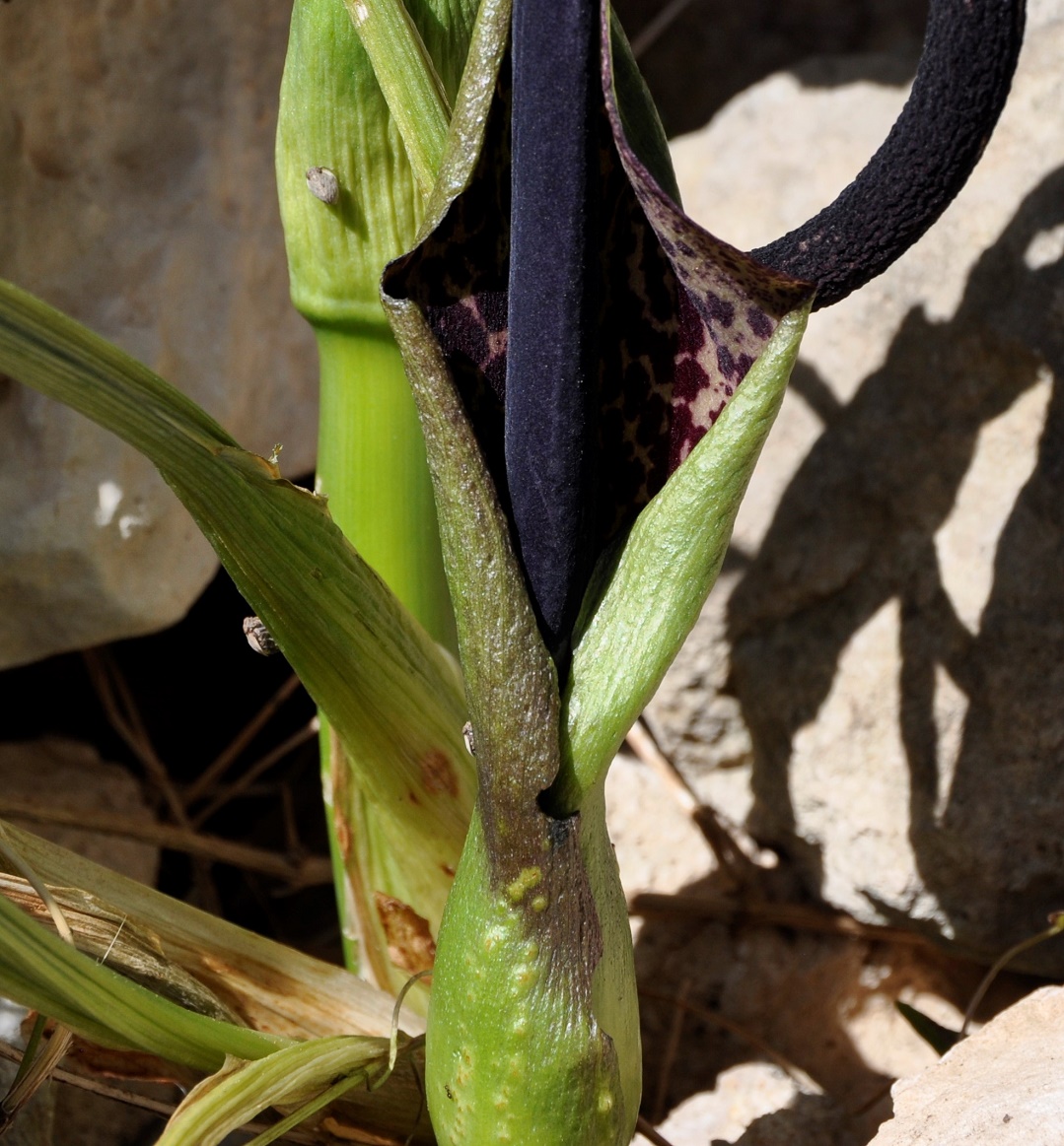 Изображение особи Arum dioscoridis.