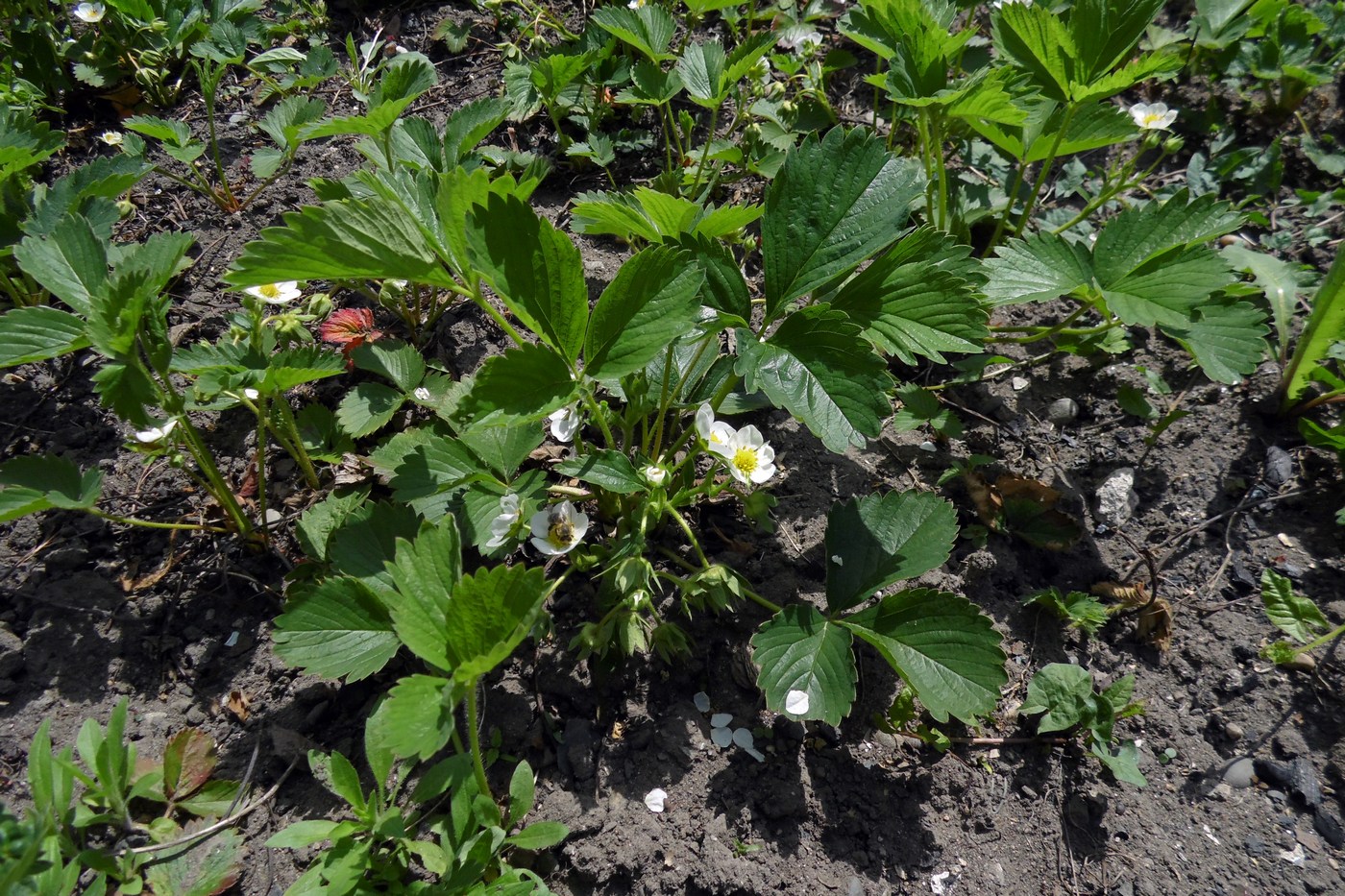 Image of Fragaria &times; ananassa specimen.