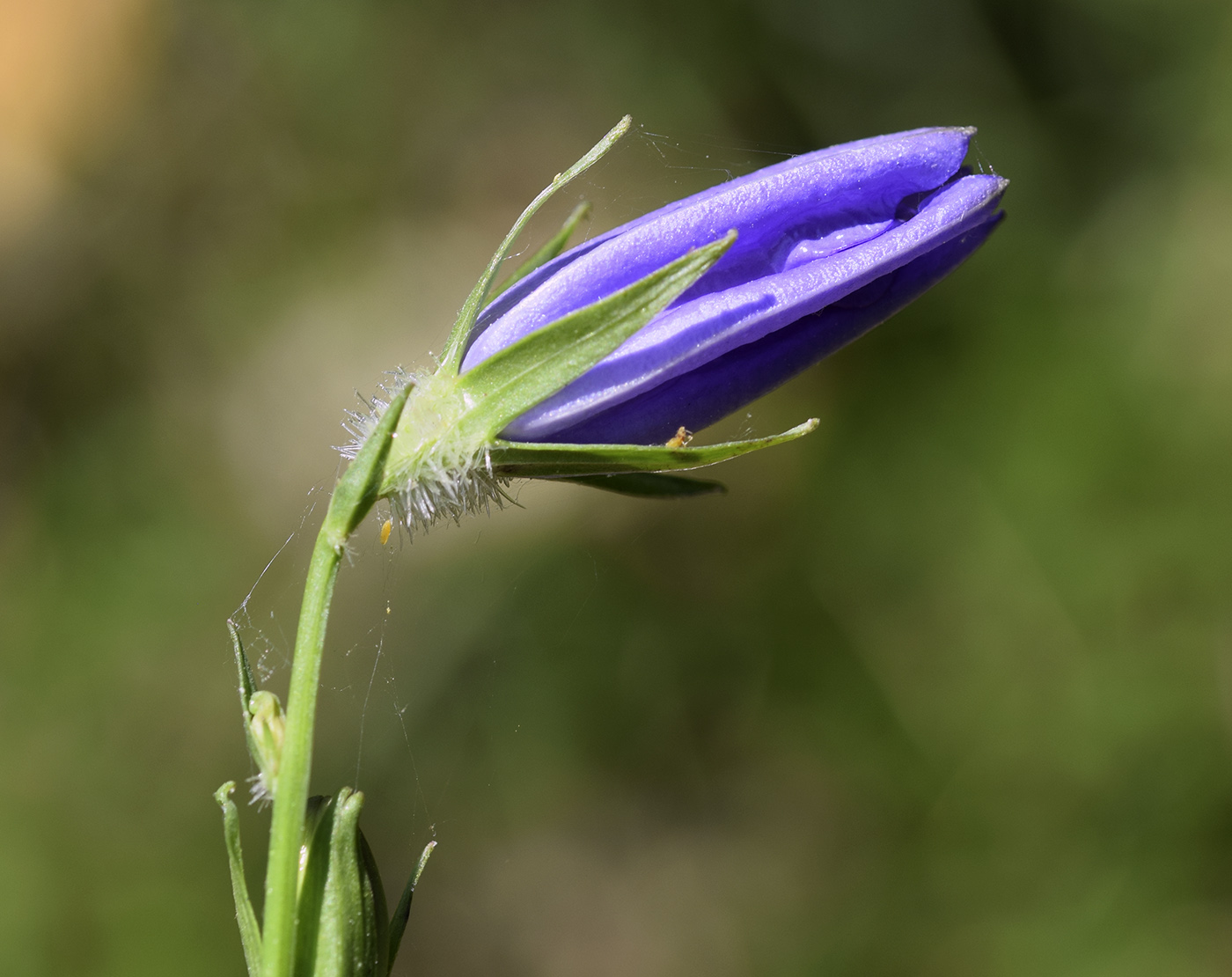 Image of Campanula persicifolia specimen.