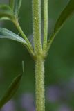 Thymus marschallianus