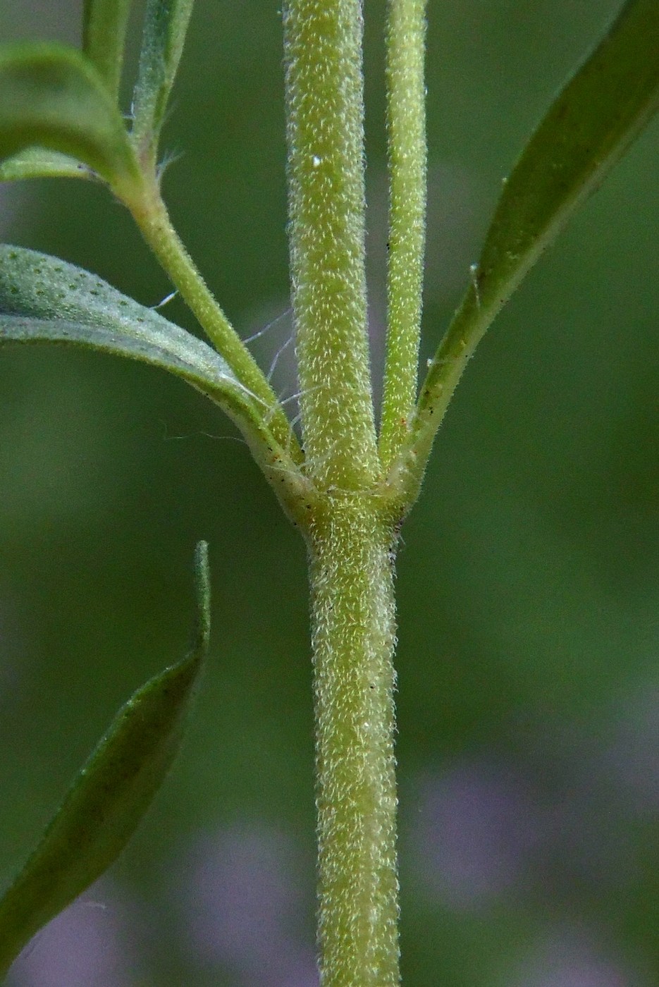 Изображение особи Thymus marschallianus.