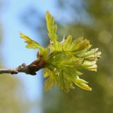 Quercus robur. Верхушка побега с молодыми листьями. Санкт-Петербург, Кировский р-н, в озеленении. 23.05.2020.