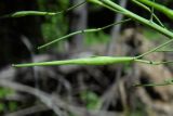 Brassica campestris