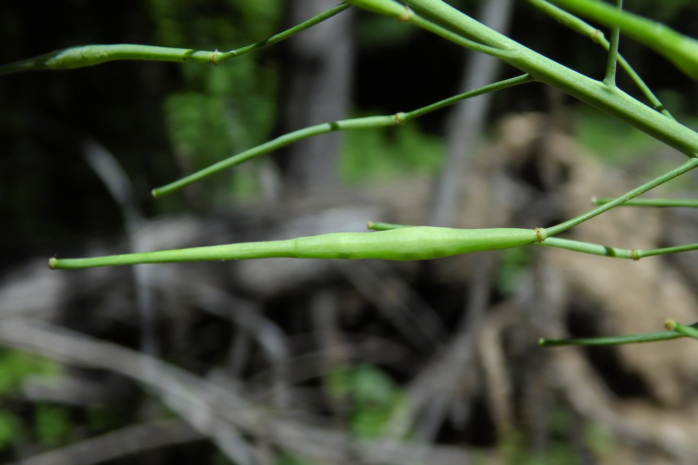 Image of Brassica campestris specimen.