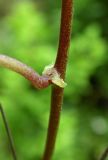 Calystegia silvatica. Часть стебля с основанием листа. Республика Адыгея, г. Майкоп, южная окраина, водораздельный хребет Нагиеж-Уашх, кустарниковые заросли, у тропинки. 21.06.2020.