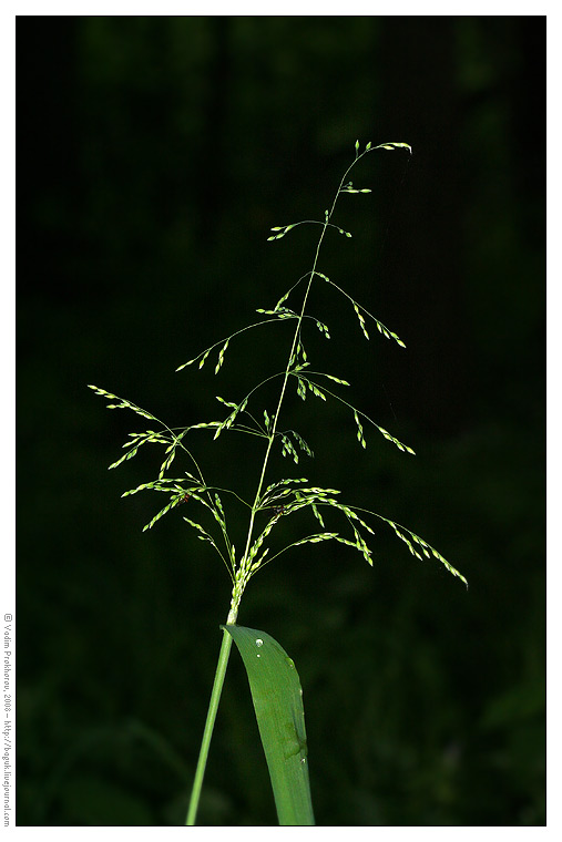 Image of Milium effusum specimen.