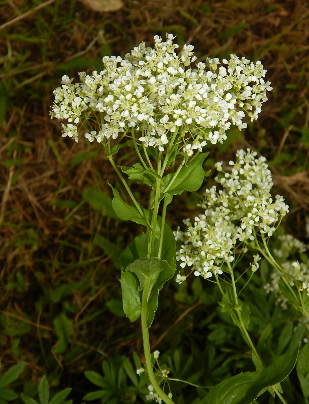 Изображение особи Cardaria draba.