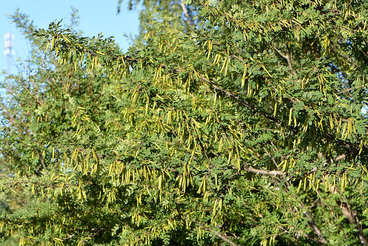 Изображение особи Caragana arborescens.