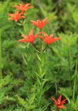 Lilium buschianum