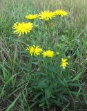 Hieracium umbellatum