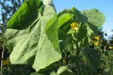 Abutilon theophrasti