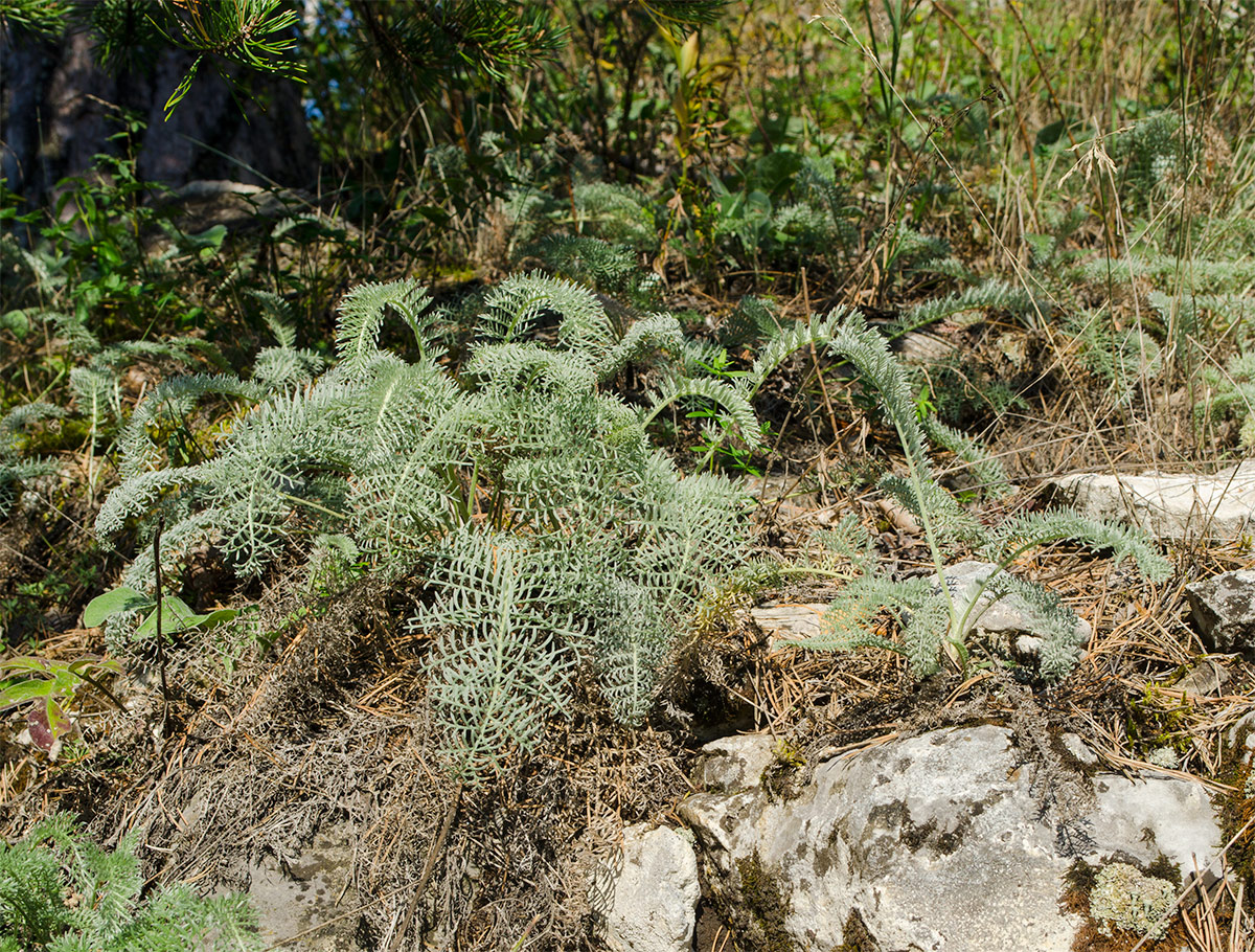 Image of Tanacetum kittaryanum specimen.