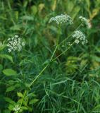 Chaerophyllum aromaticum