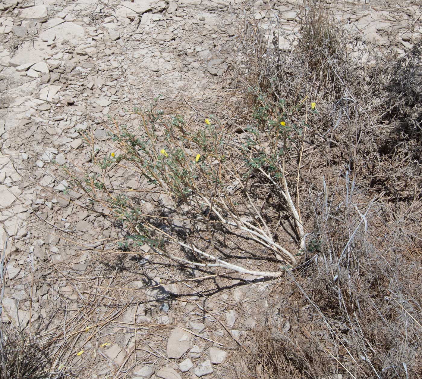 Image of Tribulus zeyheri specimen.