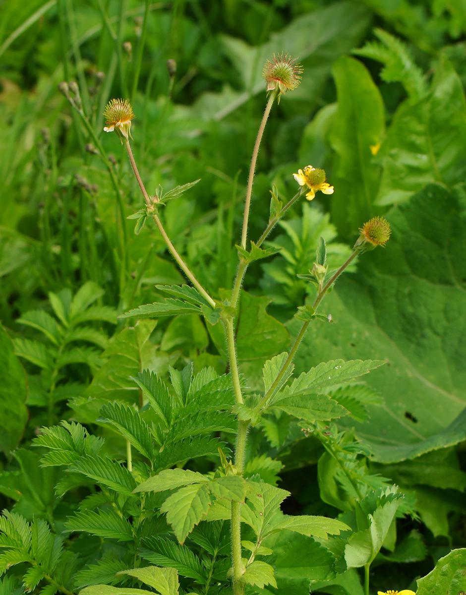 Image of Geum macrophyllum specimen.