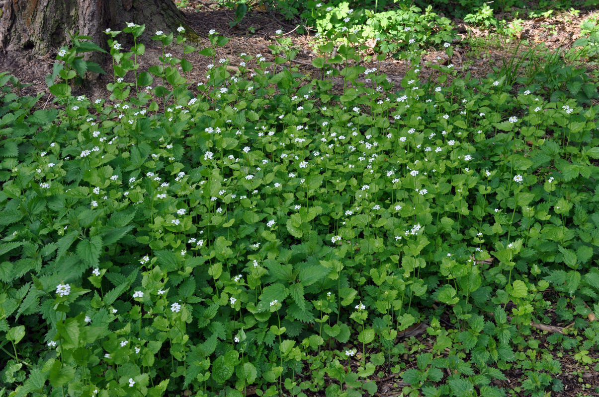 Image of Alliaria petiolata specimen.