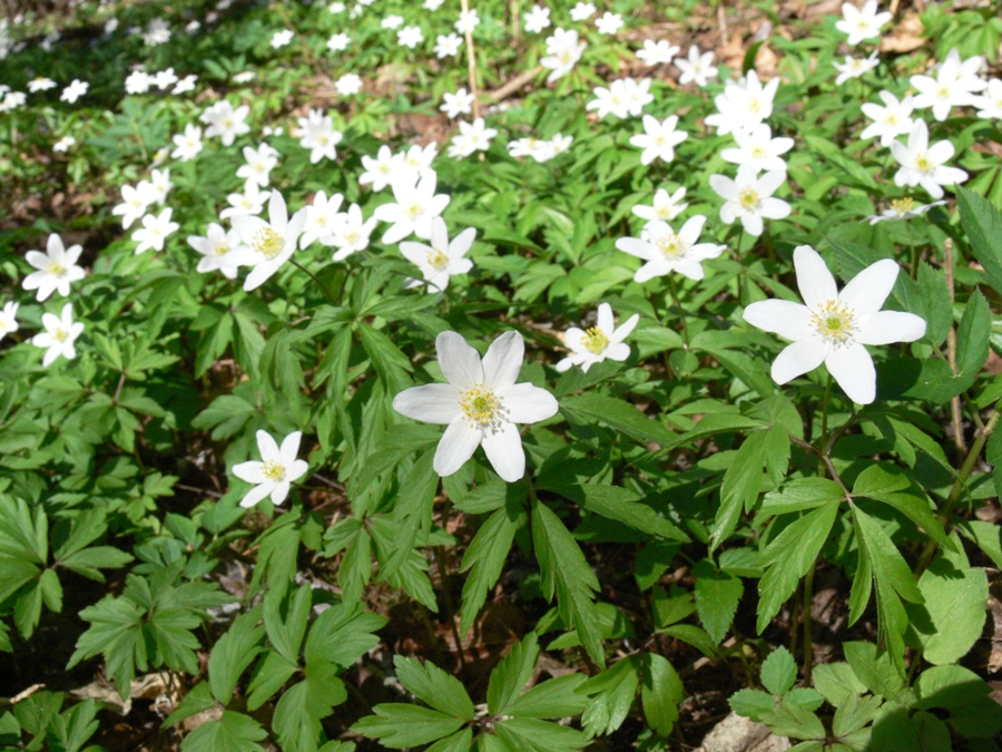 Image of Anemone nemorosa specimen.