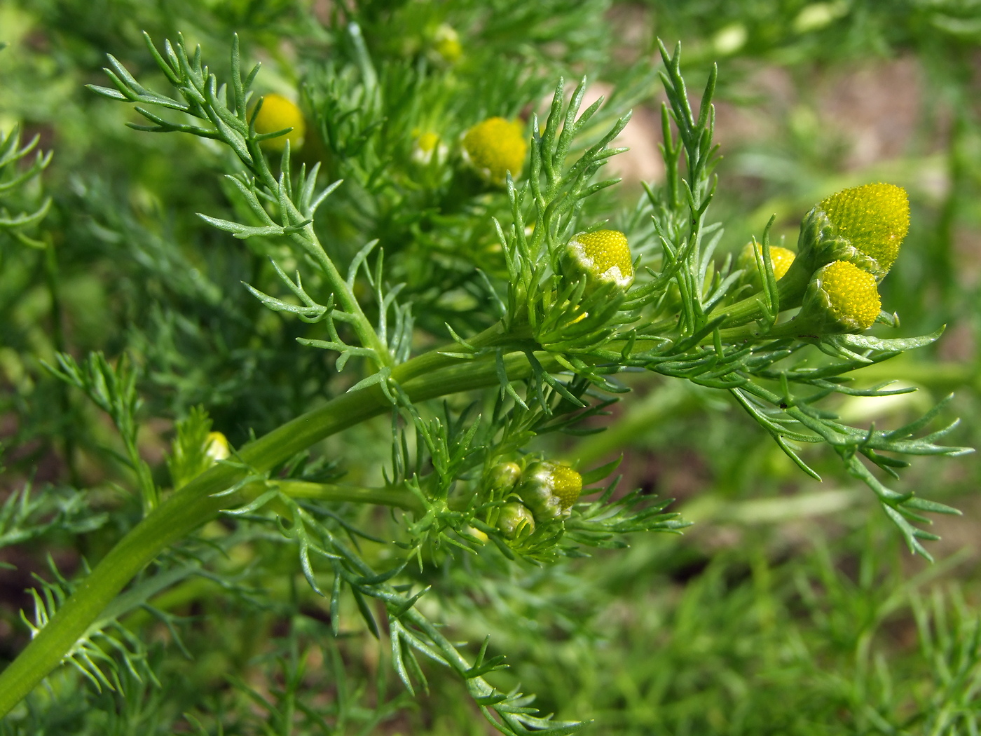 Image of Matricaria discoidea specimen.