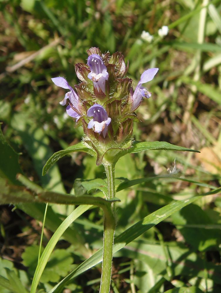 Image of Prunella vulgaris specimen.