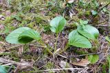 Pyrola rotundifolia. Растение с развивающимся соцветием. Свердловская обл., окр. г. Североуральск, зелёномошный (Vaccinium vitis-idaea, Luzula pilosa) сосновый лес. 05.05.2020.