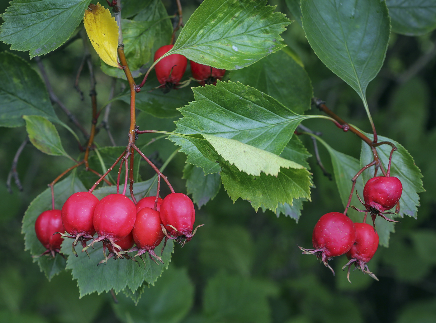 Изображение особи род Crataegus.