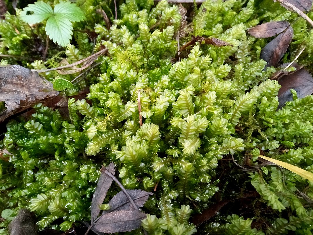 Image of Plagiochila asplenioides specimen.