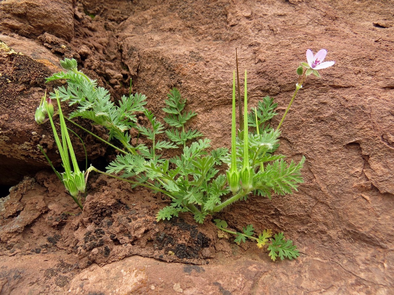 Image of Erodium cicutarium specimen.