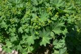 Alchemilla subcrenata