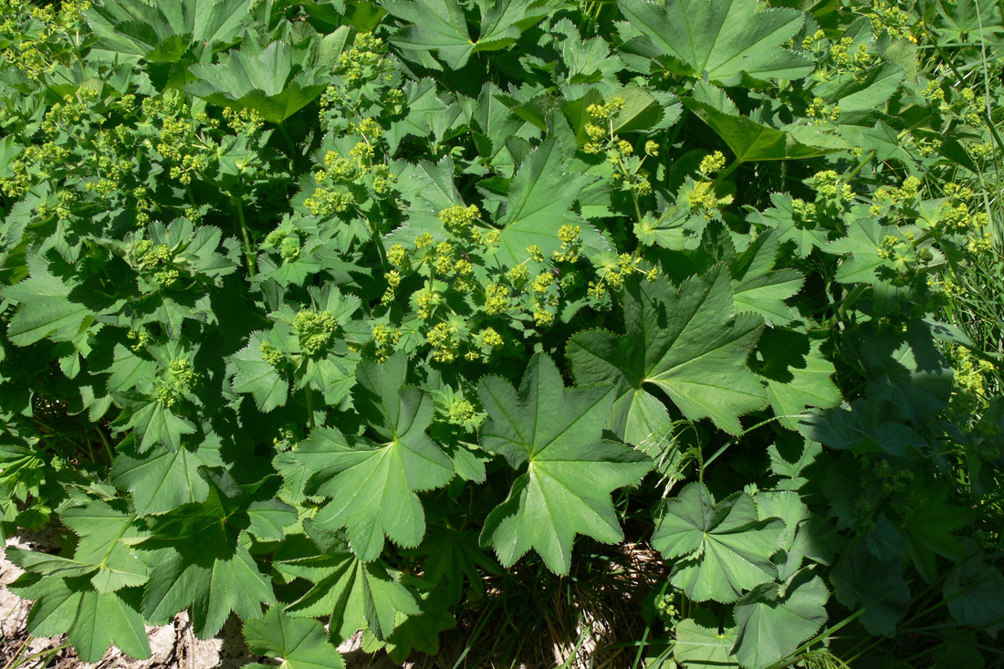 Изображение особи Alchemilla subcrenata.