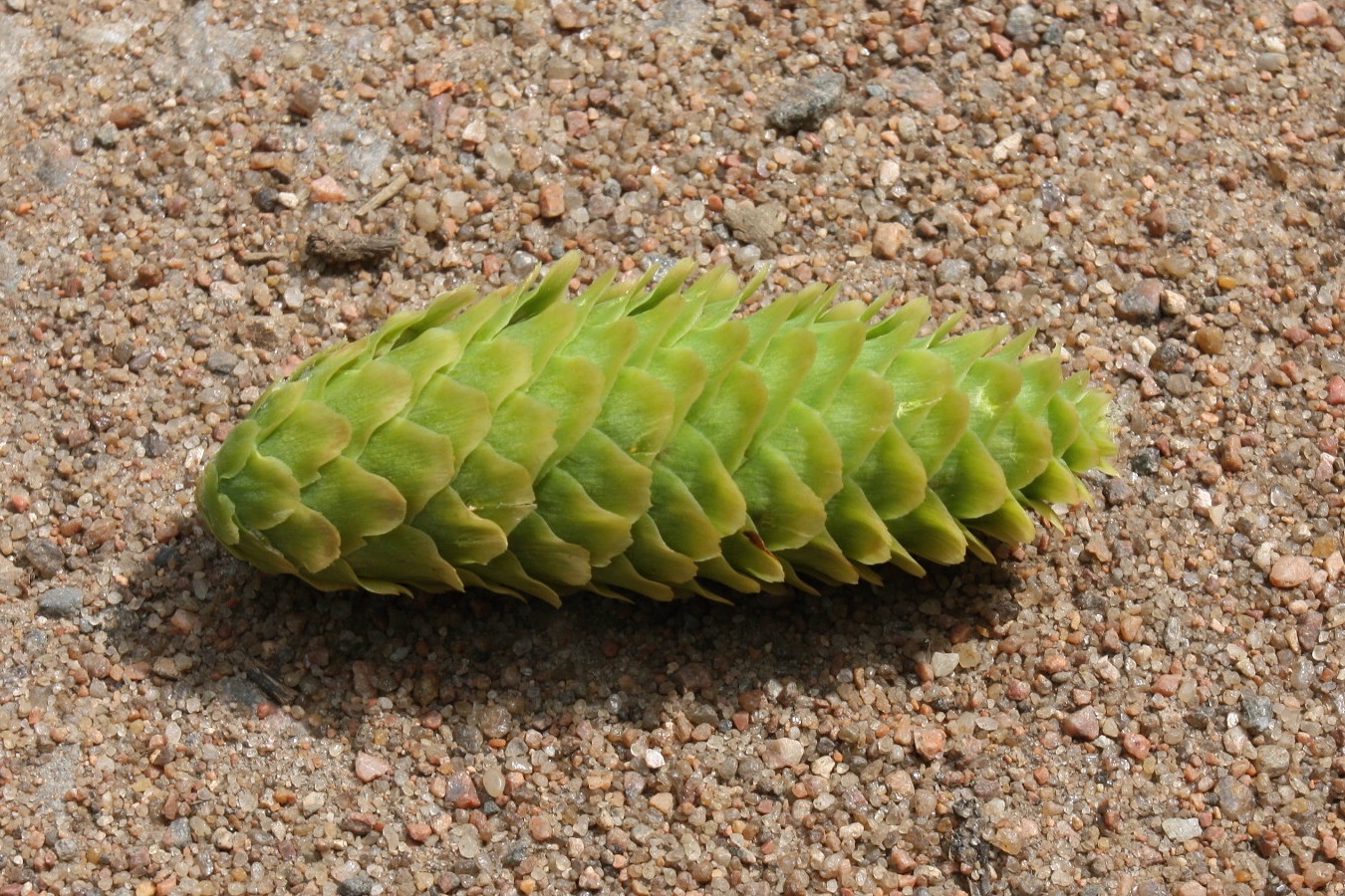 Image of Picea abies specimen.