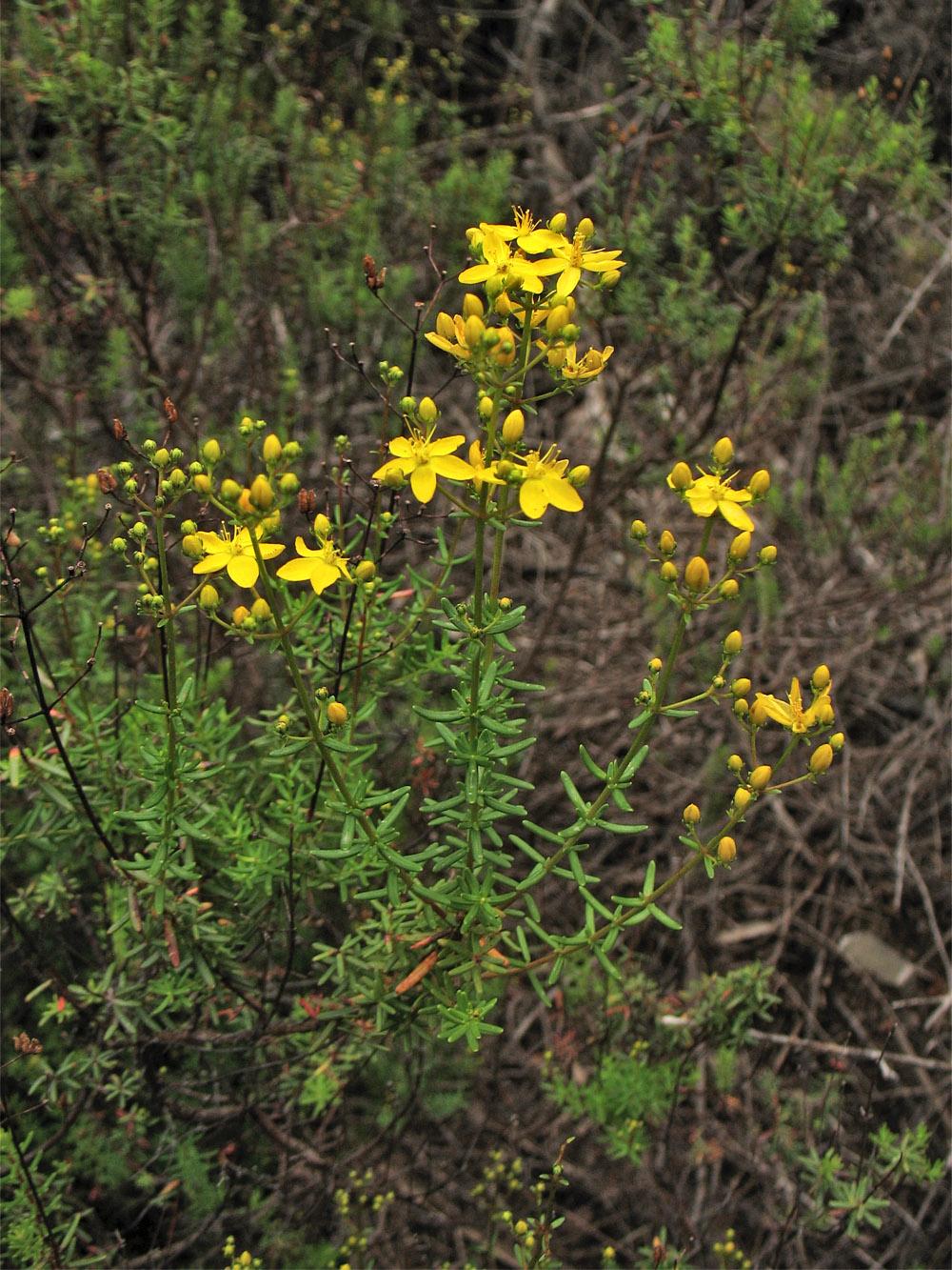 Изображение особи Hypericum empetrifolium.