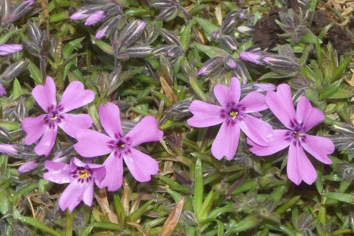 Изображение особи Phlox subulata.